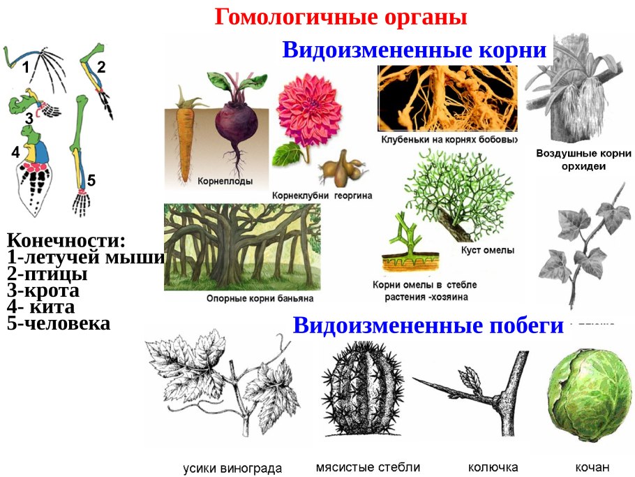 Видоизменённые побеги кочан