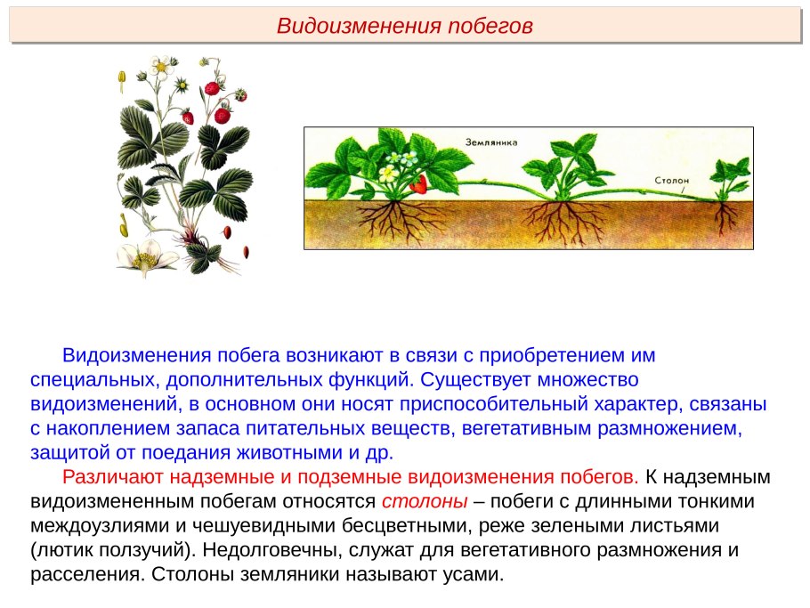 Вегетативное размножение корневищами рисунок