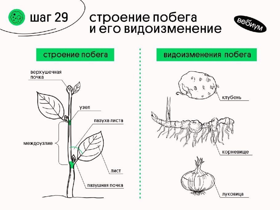 Видоизмененные побеги м