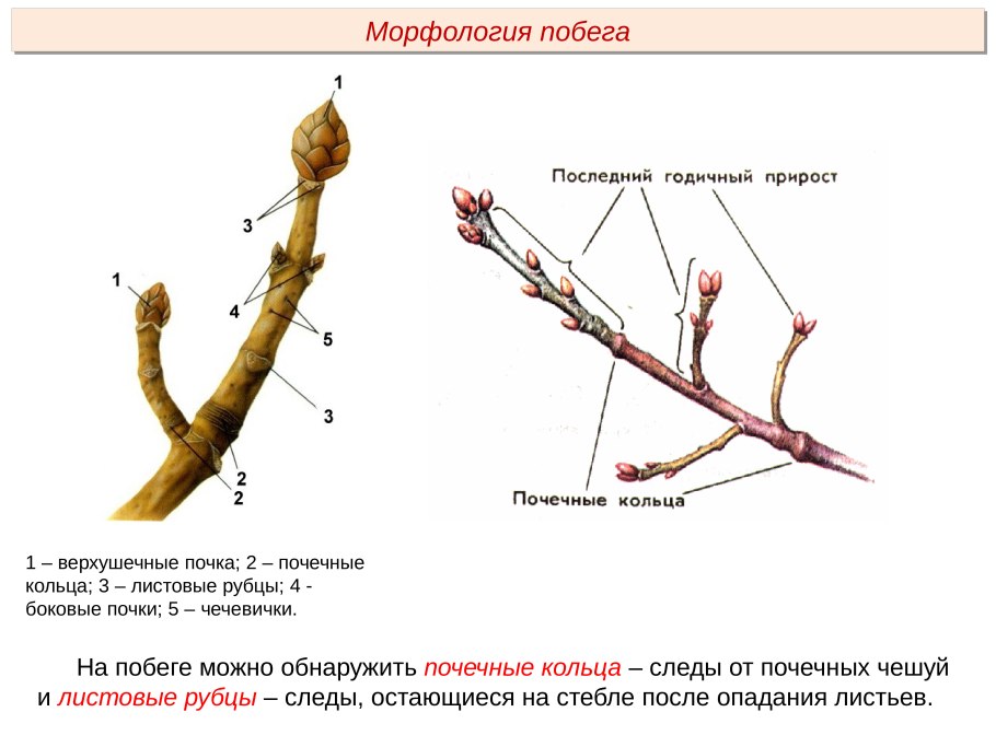 Яблонный плодовый пилильщик Hoplocampa testudinea Klug