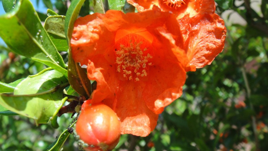 Гранат обыкновенный оранжевый мастер