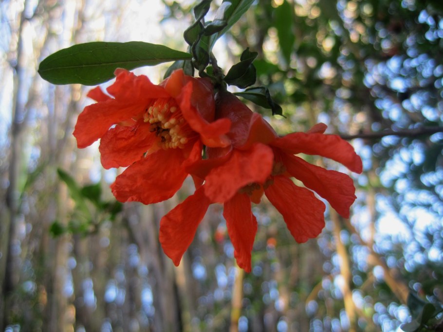 Цветы гранат обыкновенный оранжевый