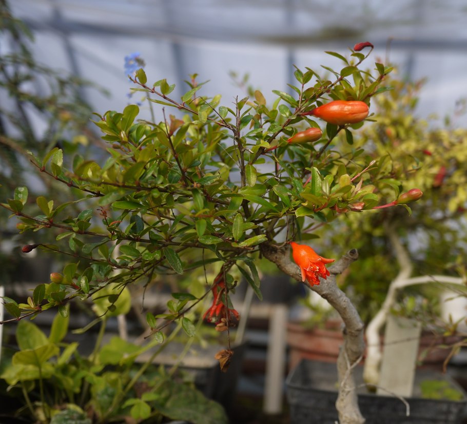 Цветок вечнозеленый Аниорте