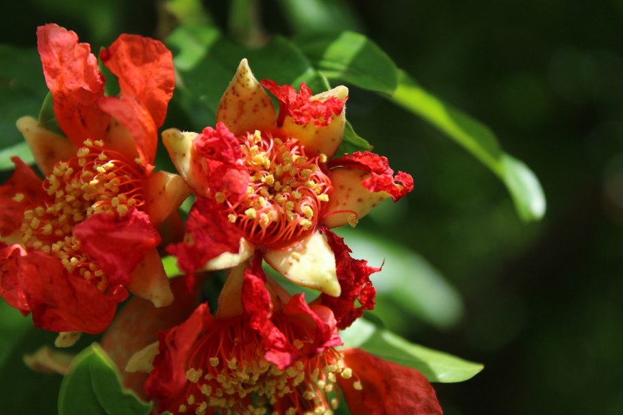 Цветы гранат обыкновенный оранжевый