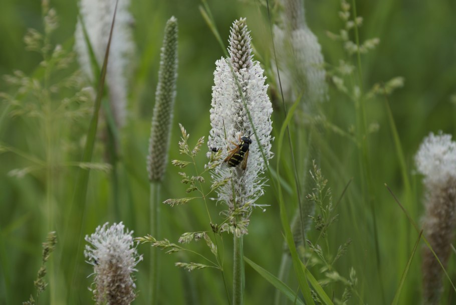 Тимофеевка Луговая (Phleum pratense)
