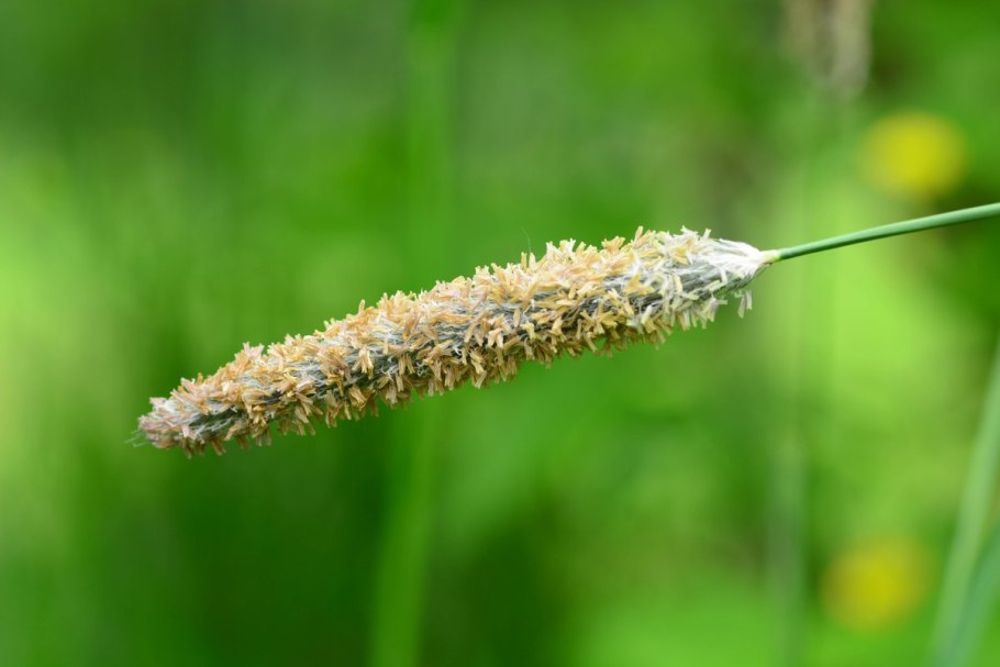 Лисохвост Луговой (Alopecurus pratensis).