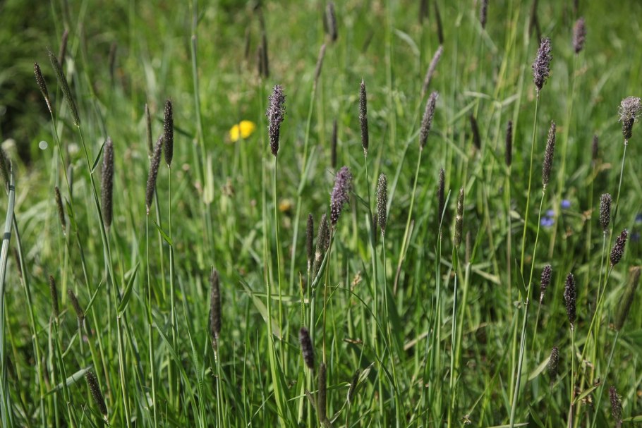 Трищетинник Колосистый