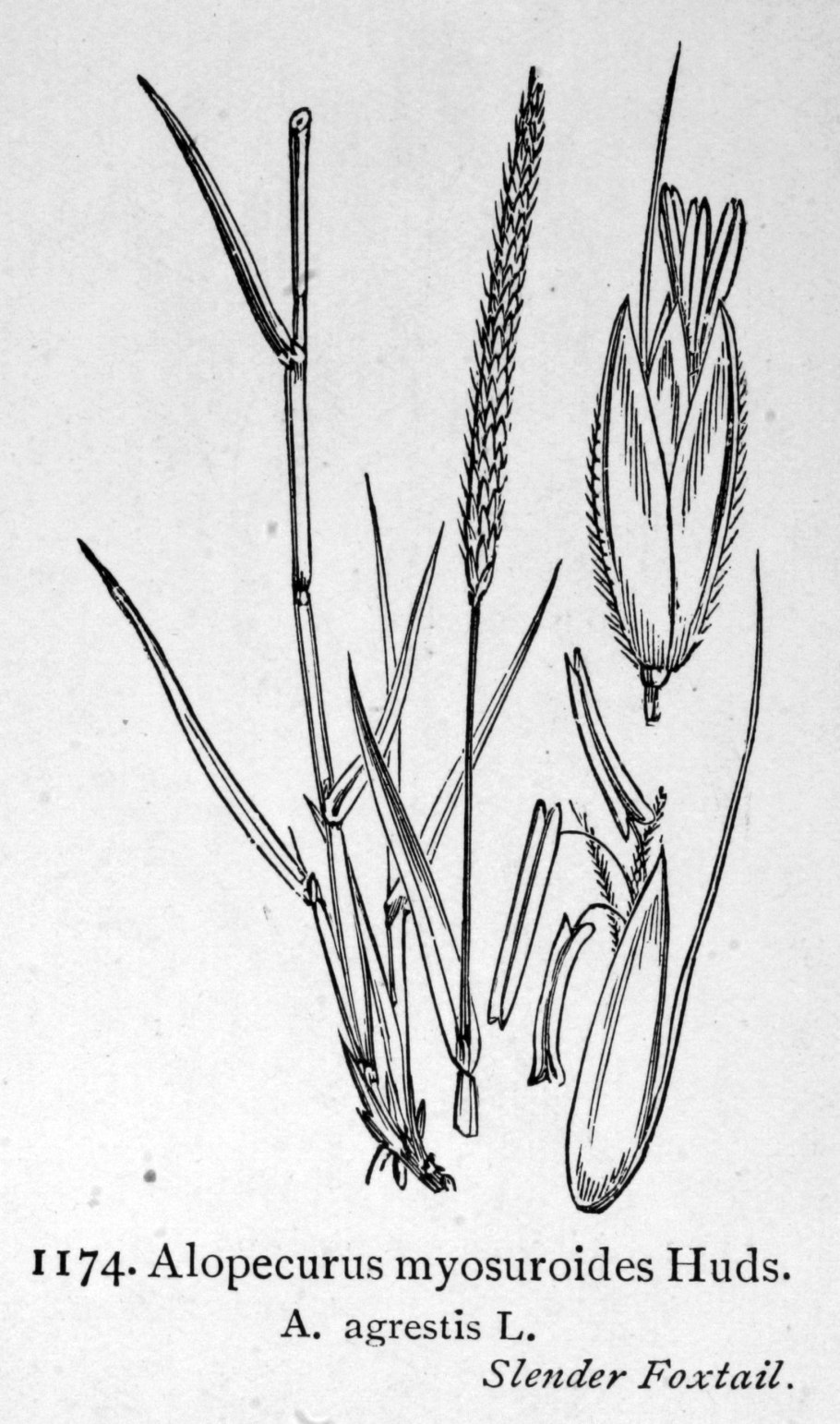 Лисохвост Луговой строение