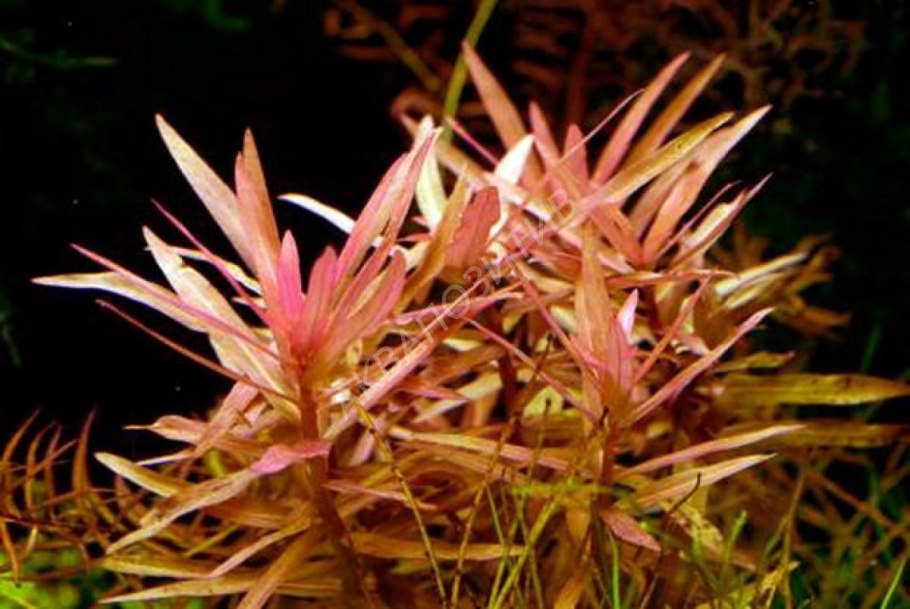 Аммания Грацилис (Ammannia gracilis)