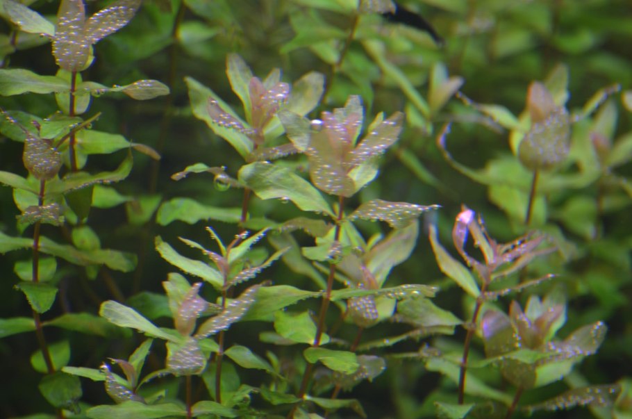 Ротала Фуджиан