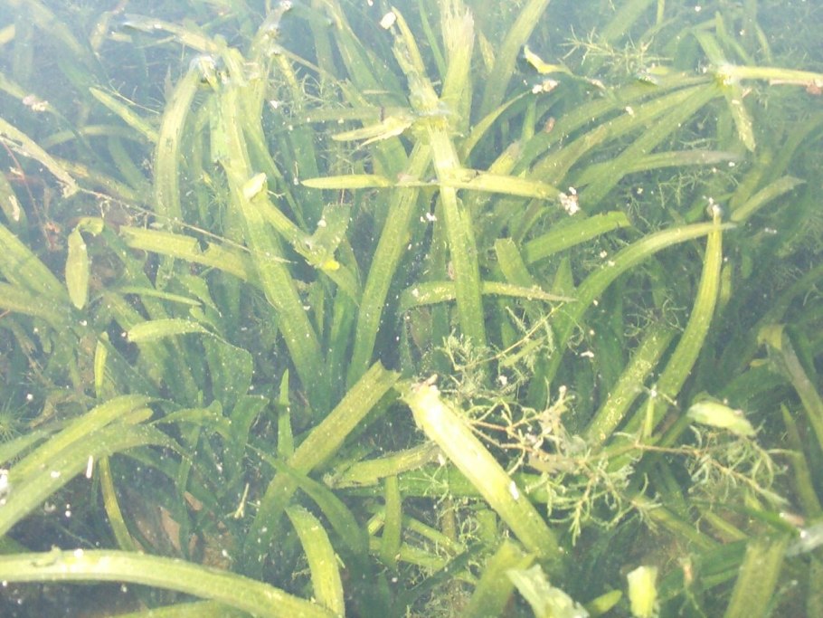 Ротала Наньеншан Rotala Nanjenshan