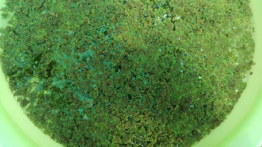 Эриокаулон Сулавеси