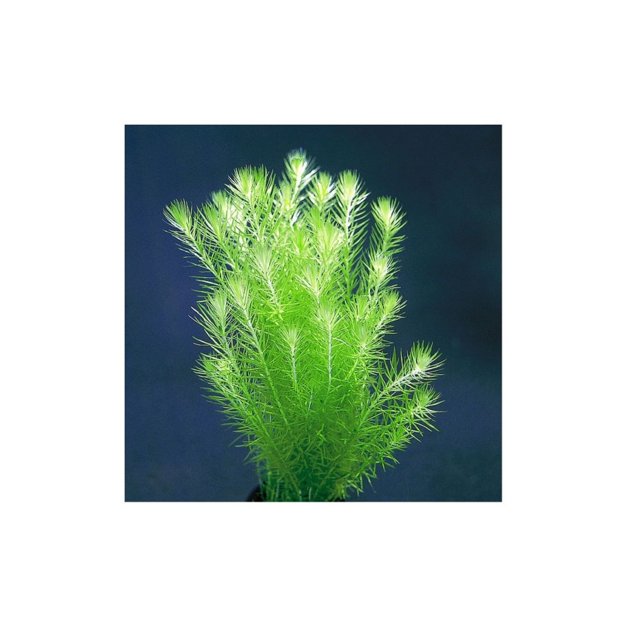 Маяка Речная аквариумное растение