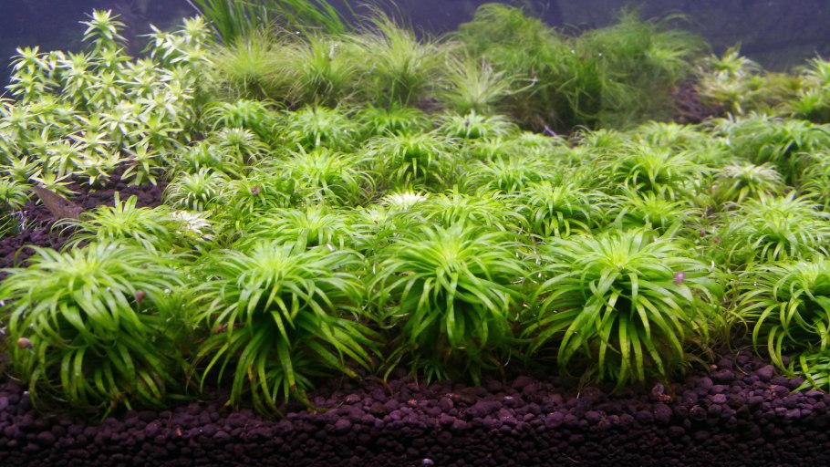 Линдерния индийская