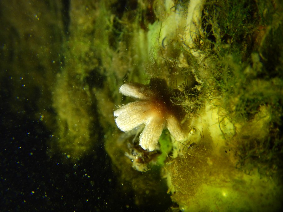 Aquatic Plant food 10 Tablets