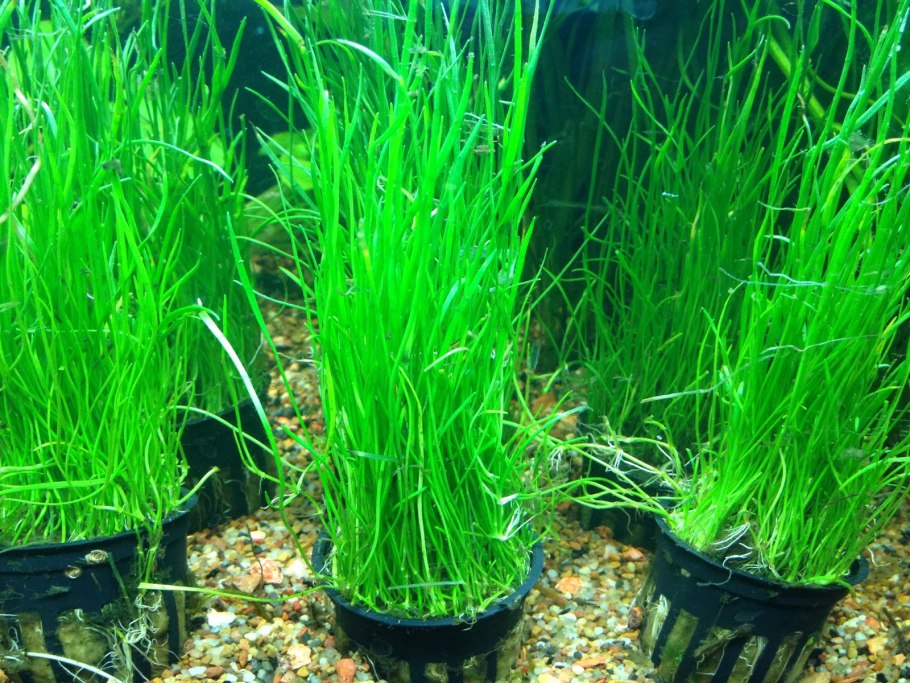 Лилеопсис бразильский