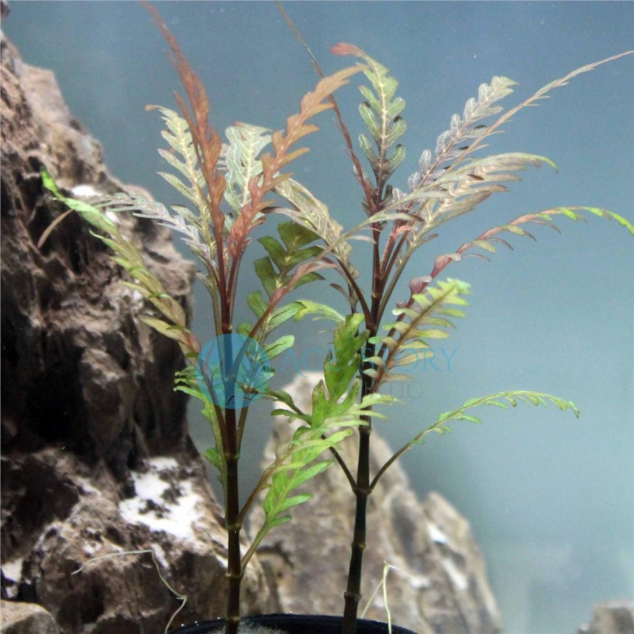 Хем.Куба Hemianthus callitrichoides "Cuba"