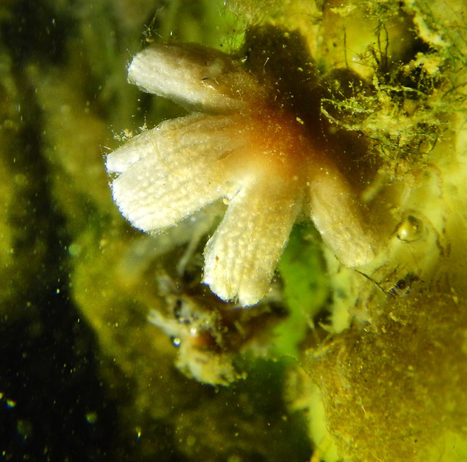 Ammania Bonsai Аммания