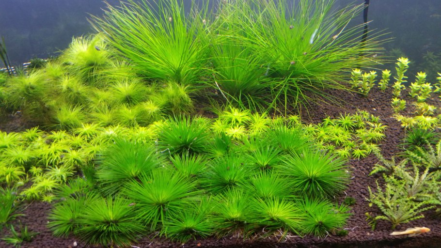 Лаурет сульфат аммония