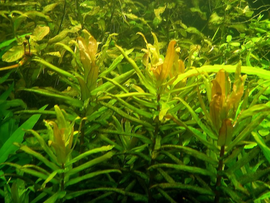 Azolla Verde зелёная