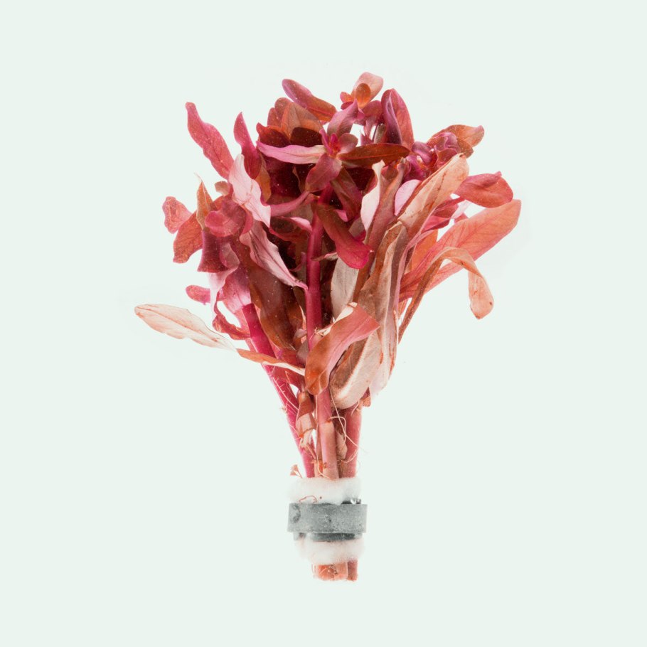 B 010 растение Аммания Грацилис