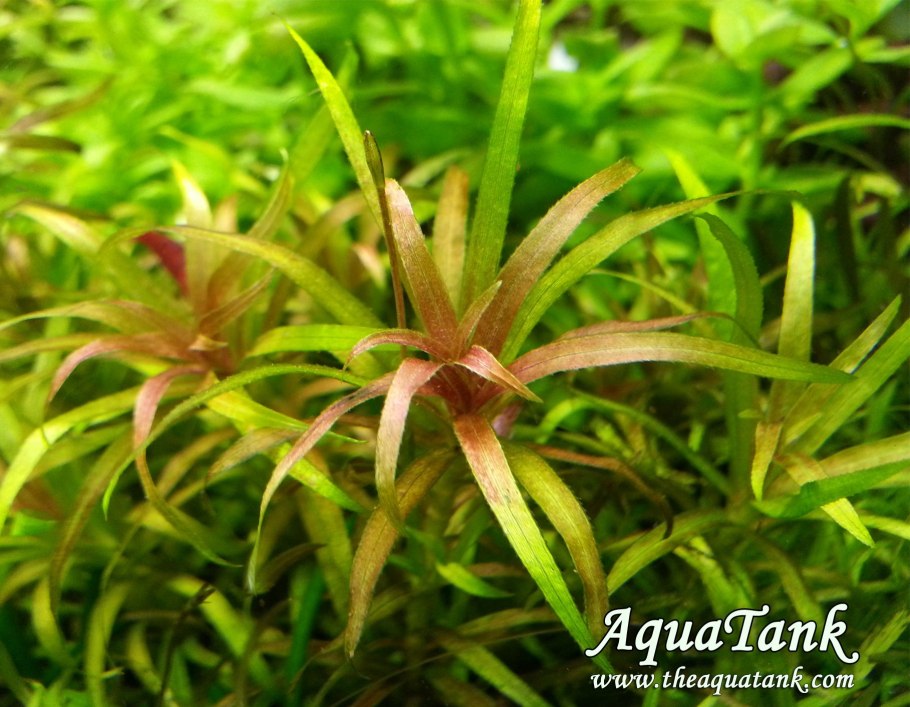 Майяка флувиатилис