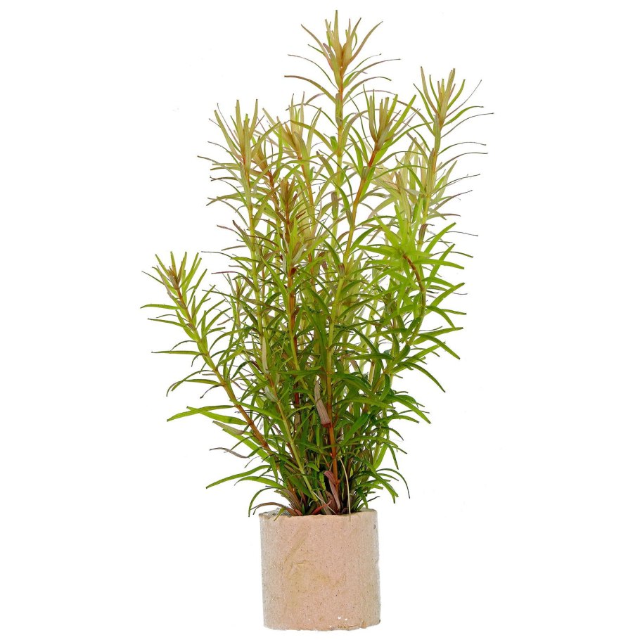 Бликса новогвинейская