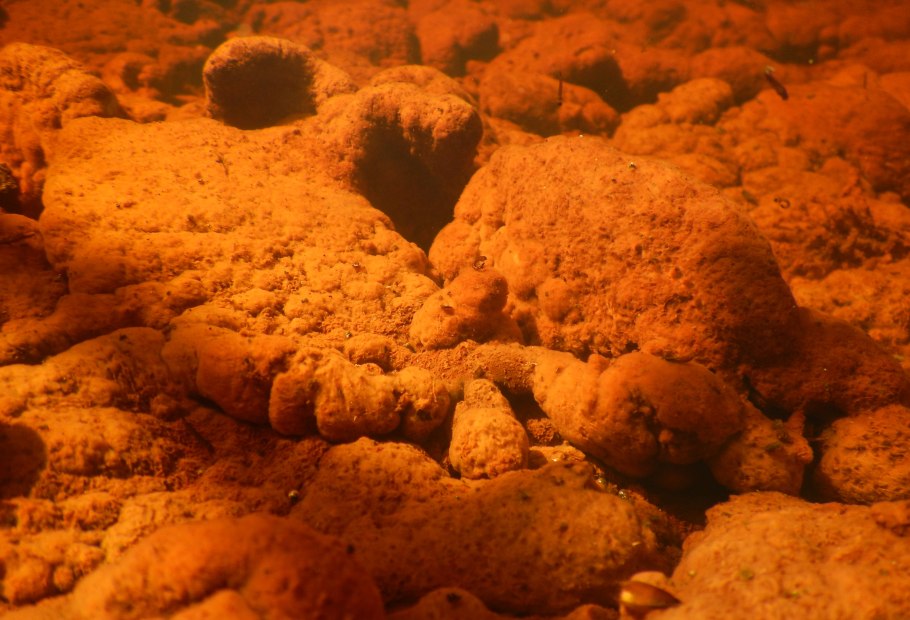 Ludwigia inclinata verticillata 'curly'