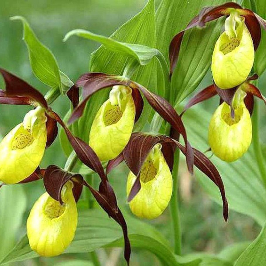 Венерин башмачок