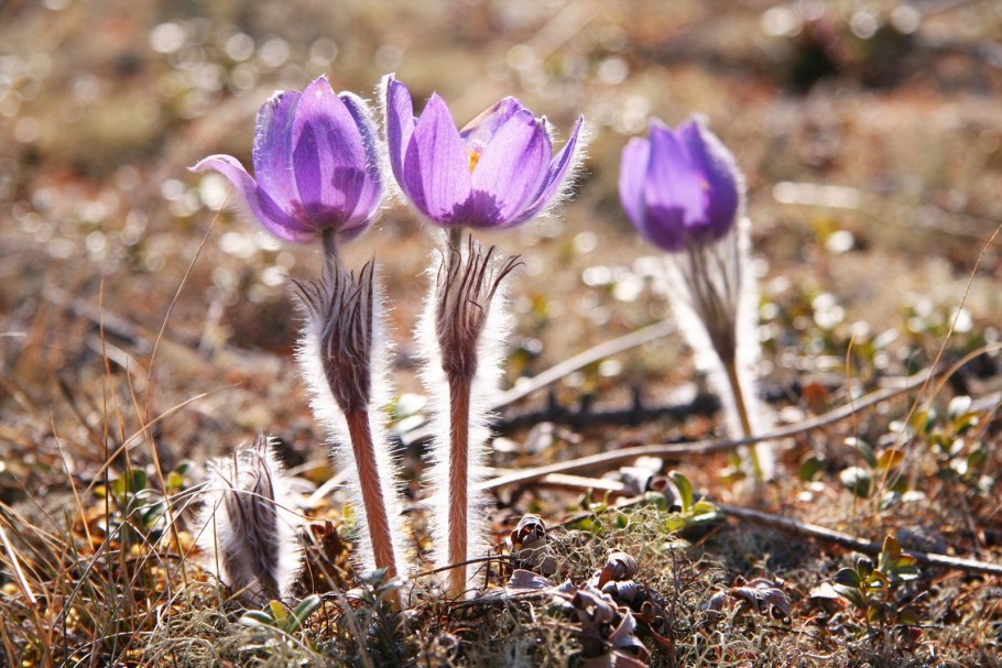 Байкало-Ленский заповедник Флора