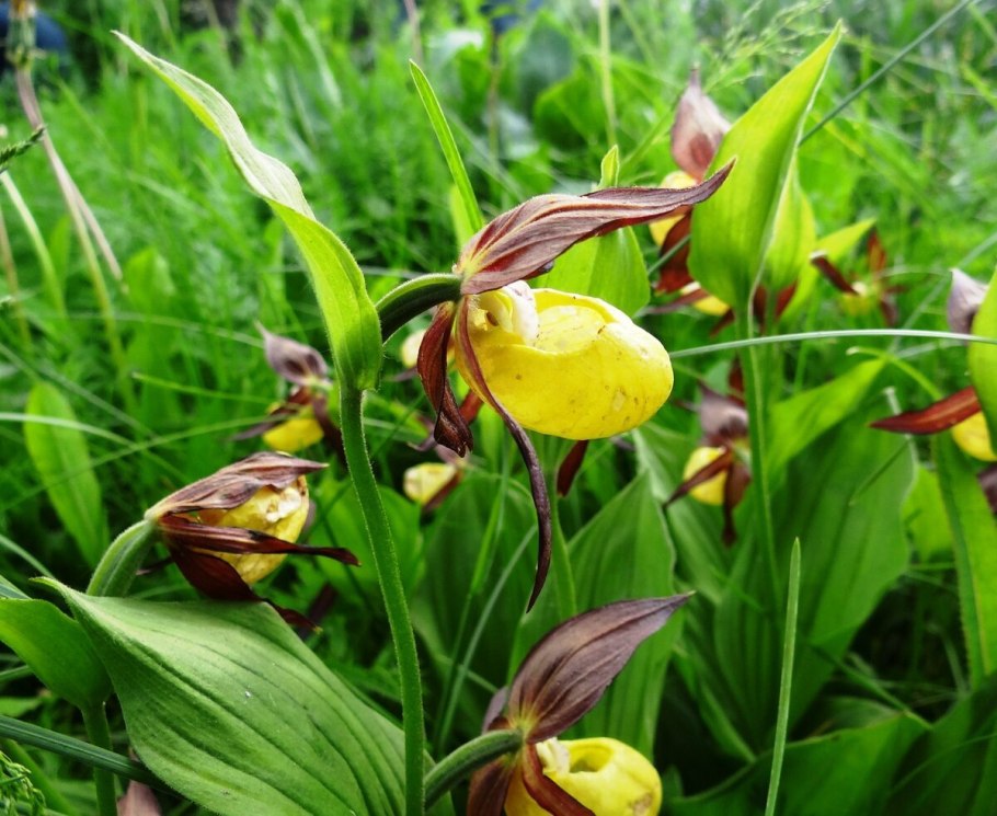 Венерин башмачок желтый