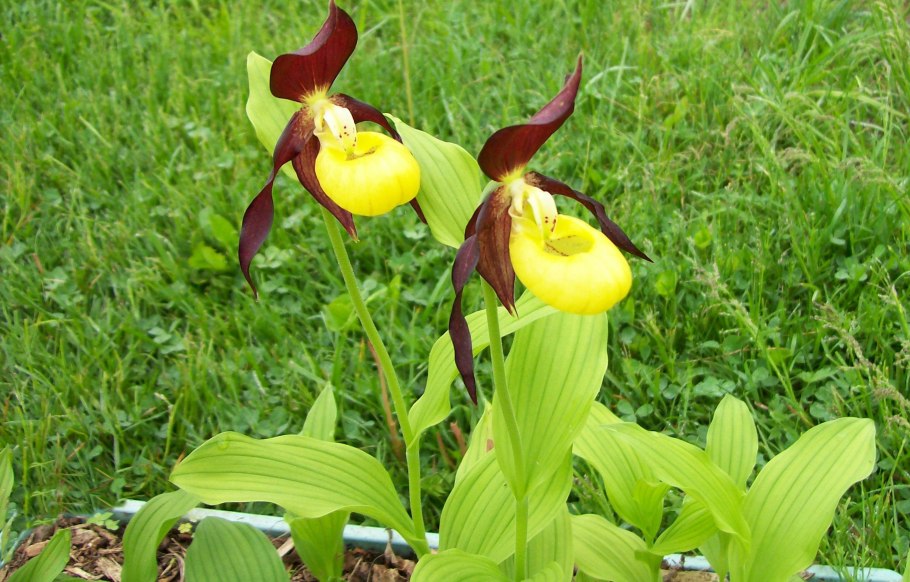 Плещатка гладкая цветок