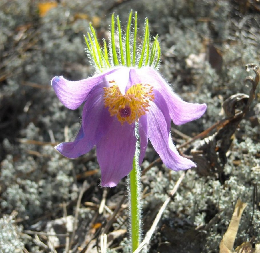 Растения которые занесены в красную книгу России
