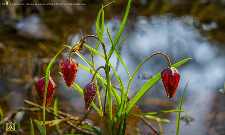 Анемона нарциссоцветковая