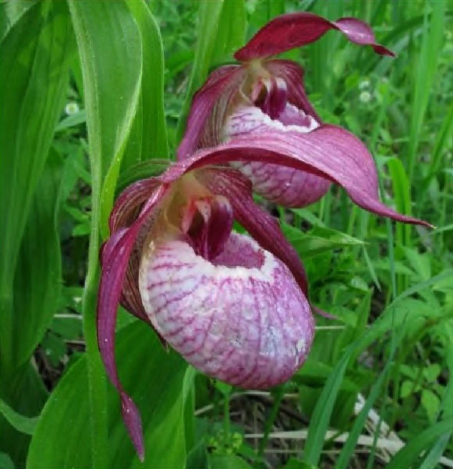 Венерин башмачок фиолетовый