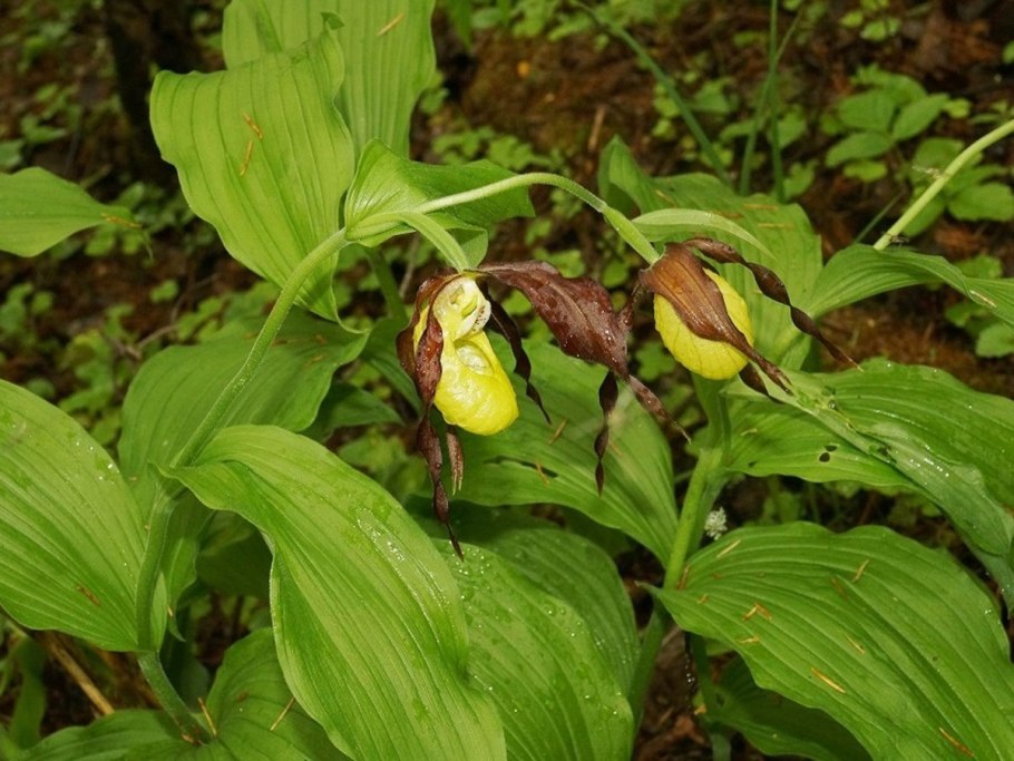 Растение Венерин башмачок
