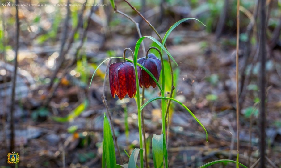 Венерин башмачок розовый