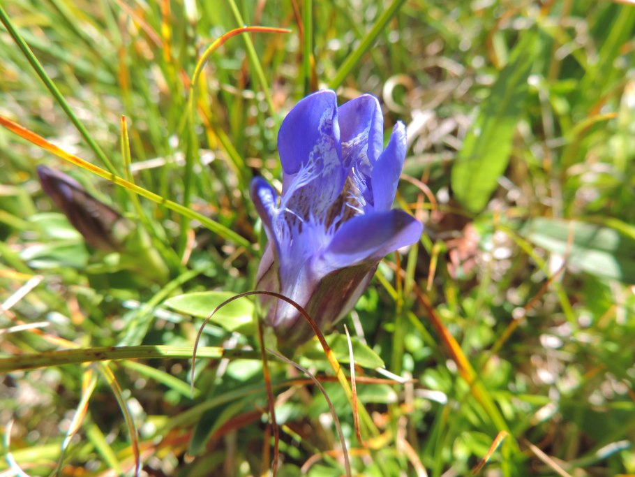 Венерин башмачок Удмуртия