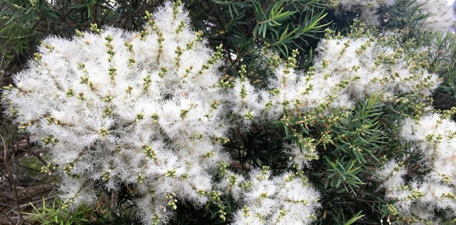 Melaleuca bisulcata