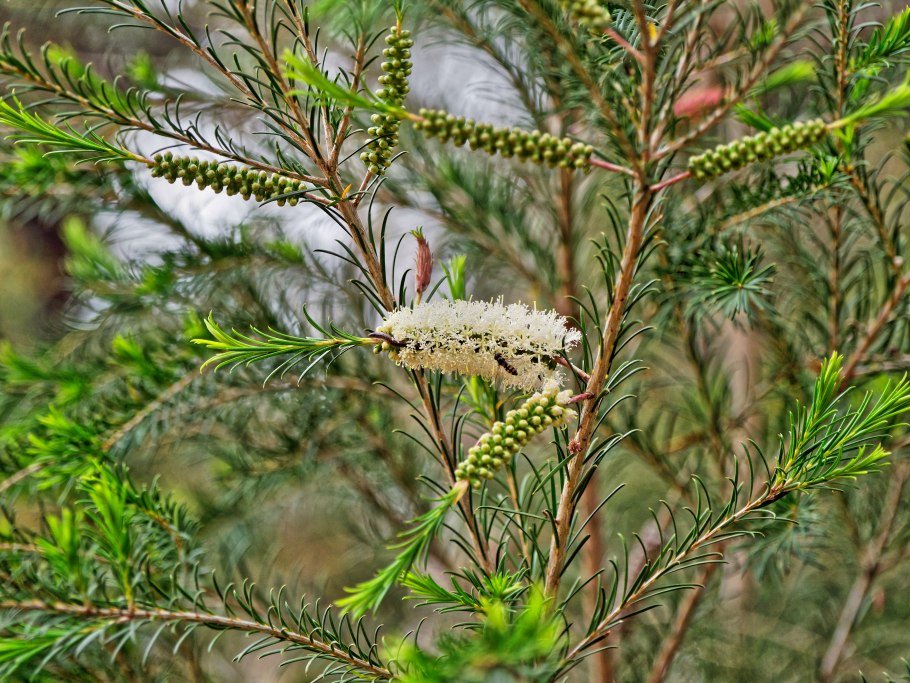 Melaleuca wilsonii