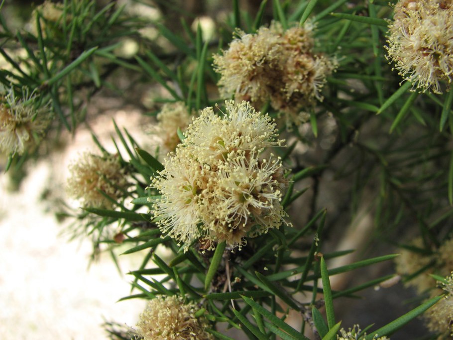 Melaleuca wilsonii