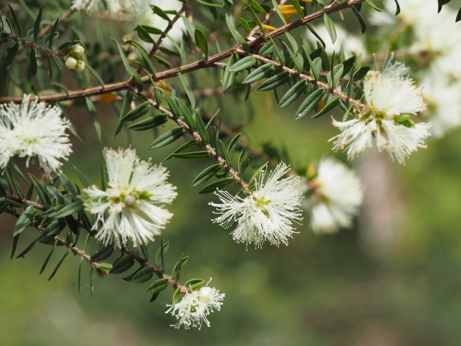 Melaleuca linariifolia мелалеука
