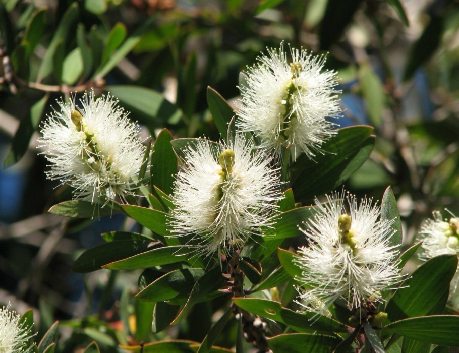 Мелалеука зверобойнолистная
