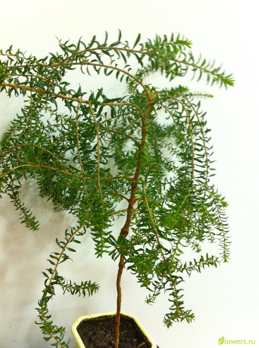 Melaleuca ericifolia - мелалеука вересколистная