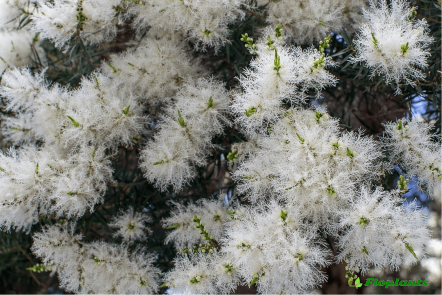 Melaleuca нодоза