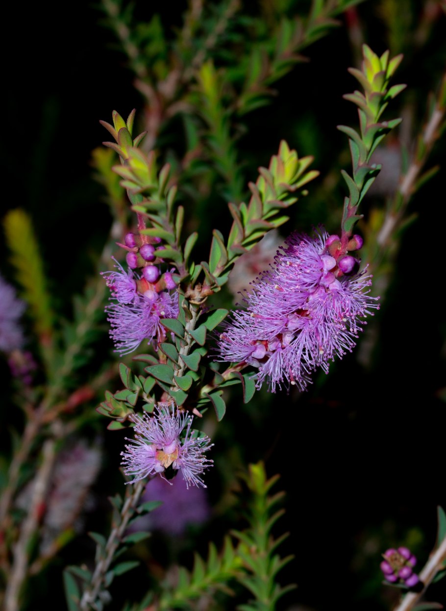 Melaleuca pityoides описание