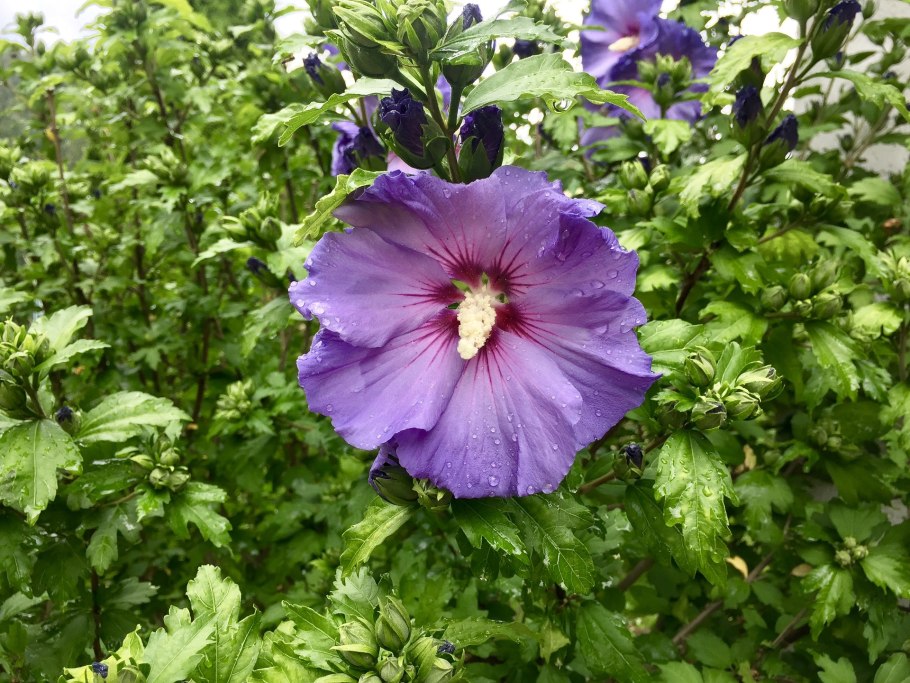 Флоридские гибискусы