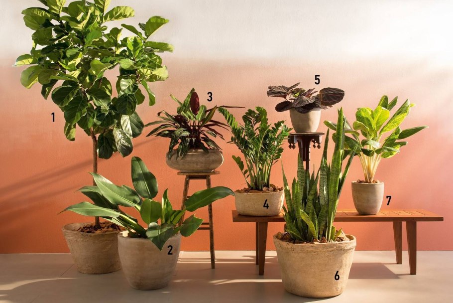 Калатея Ливинг Плант