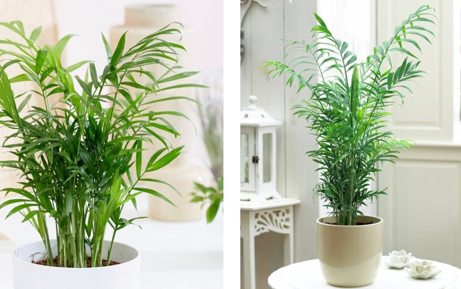 Замиокулькас Замифолия