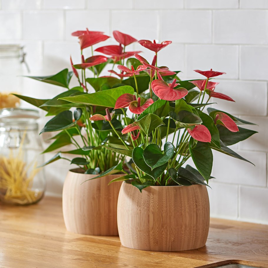 Houseplants цветок